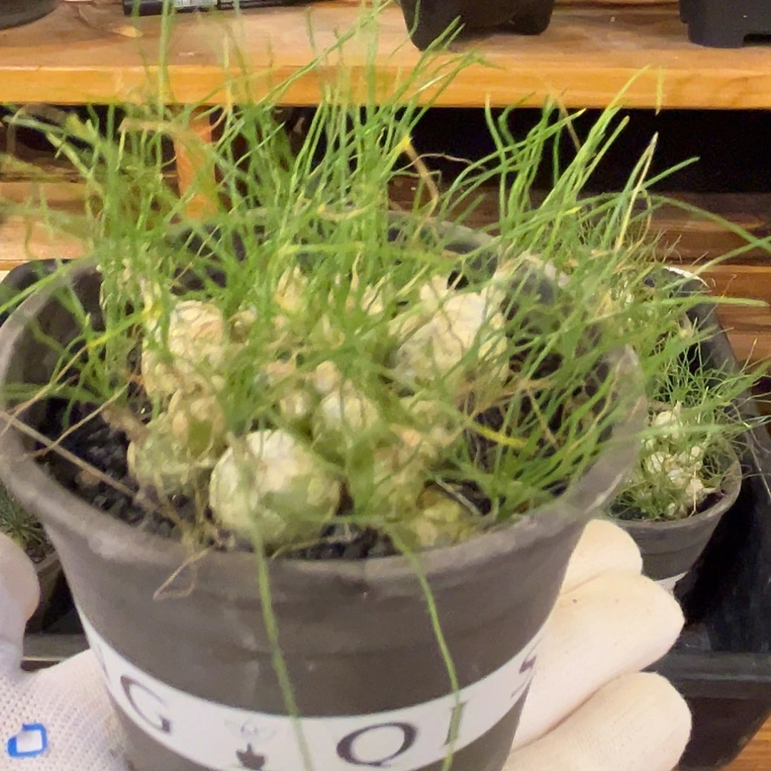 汤圆植物群生泰迪熊