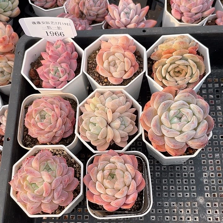 薇薇安园艺多肉1966