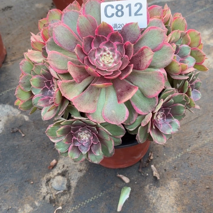 瑞妈，。。。。？？。812花妖，