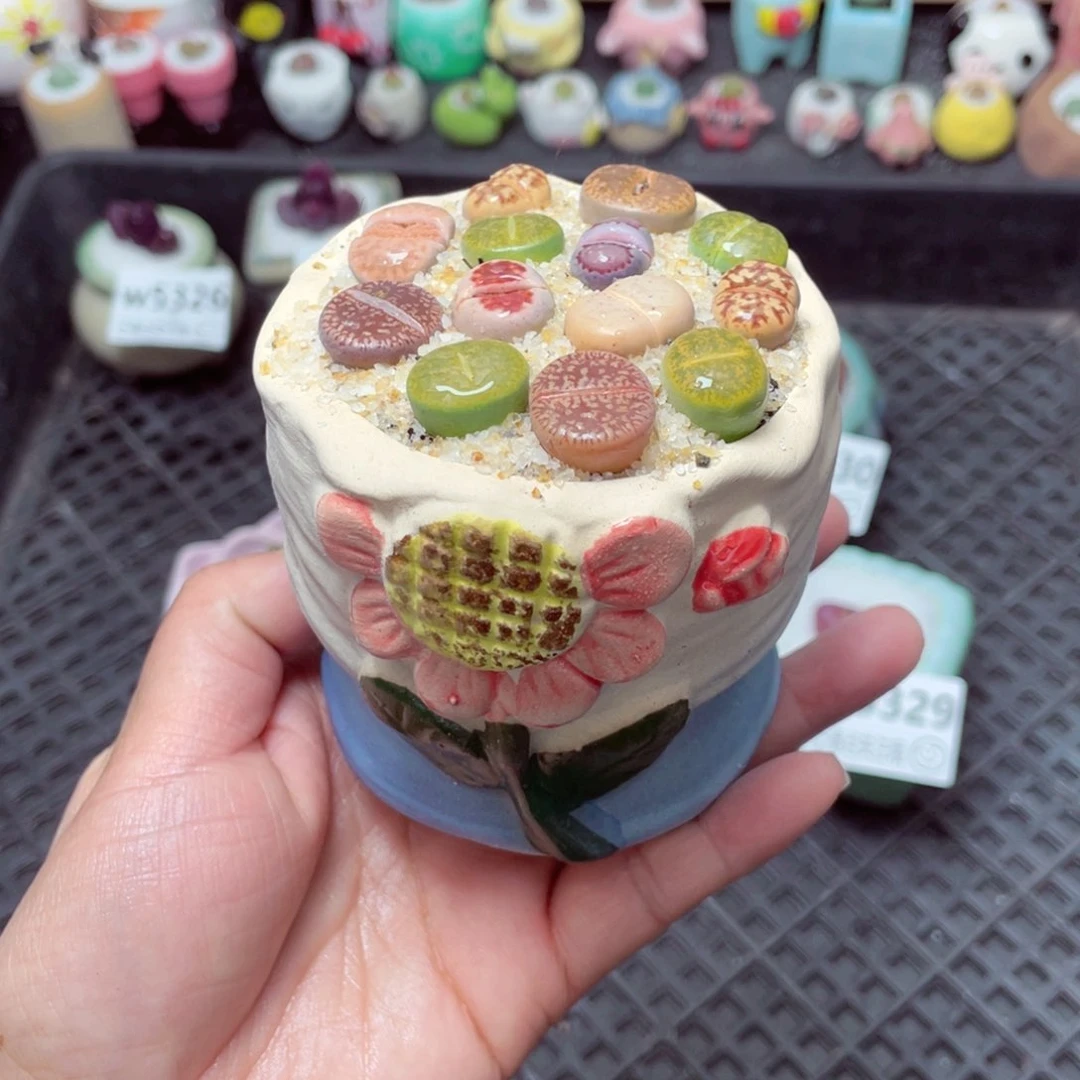 w5333 带盆土发货-零下地区拍保温箱