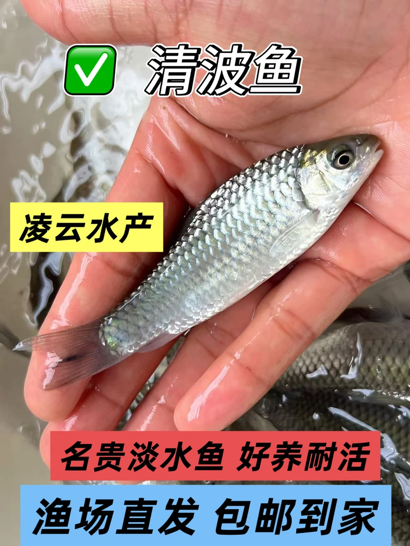 名贵清波鱼苗 正宗中华倒刺鲃 吃青苔浮萍 名优淡水鱼