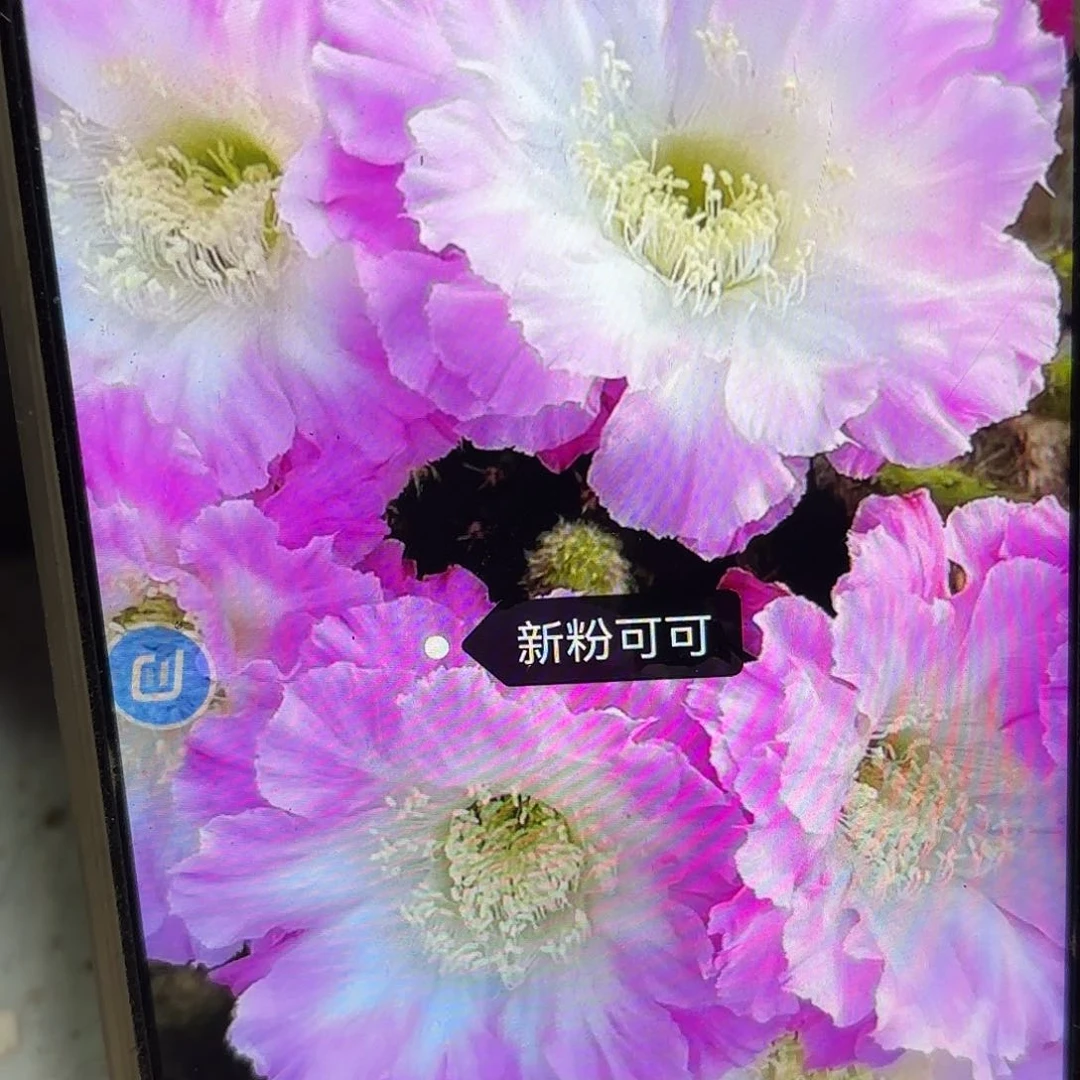 新粉可可彩侧牙20包邮47