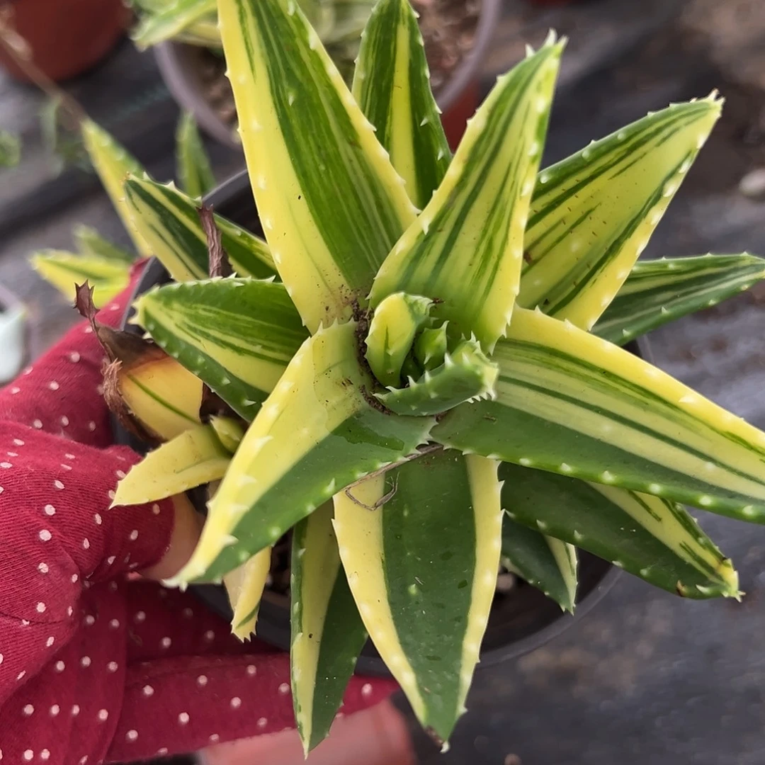 菊福多呃呃呃呃呃呃