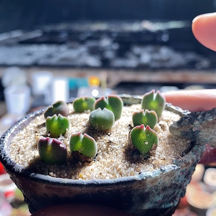 17302。  大眼空蝉一颗。