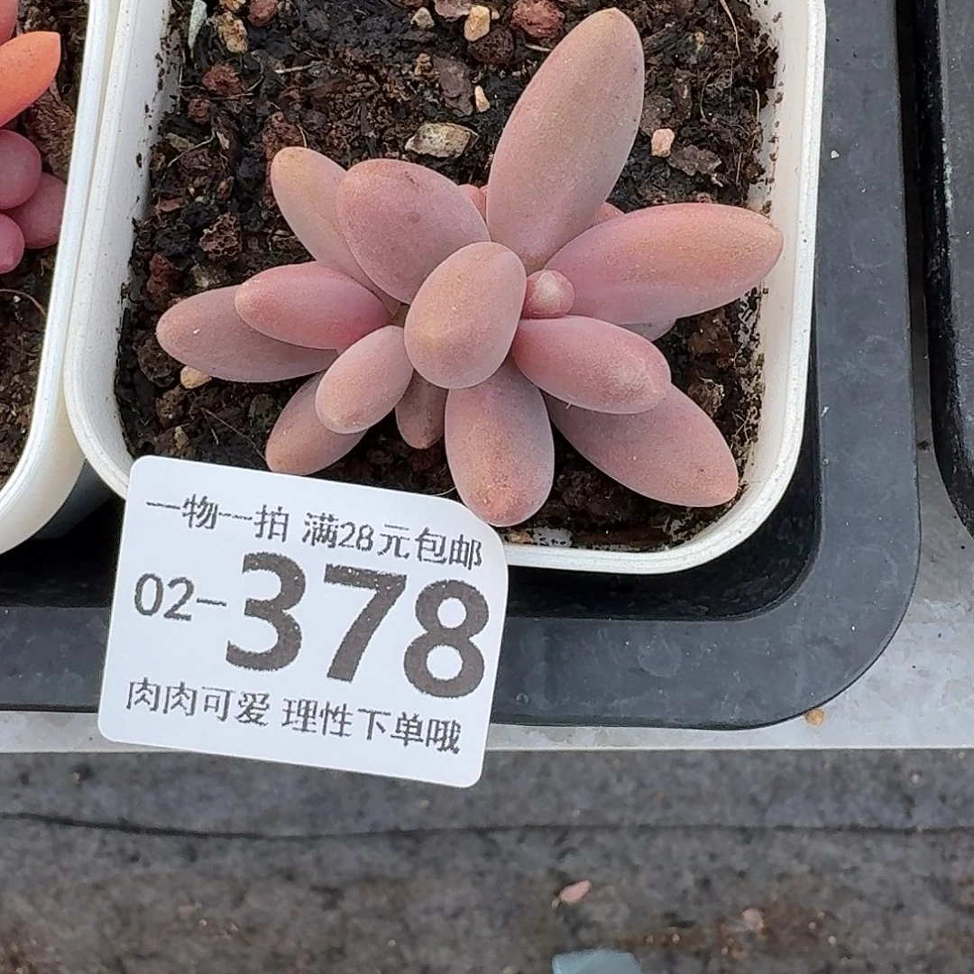 糖果美人无盆发货