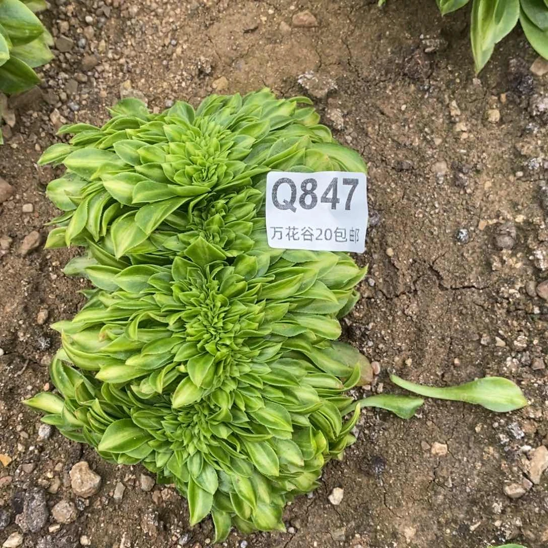 847夜光杯缀多肉植物