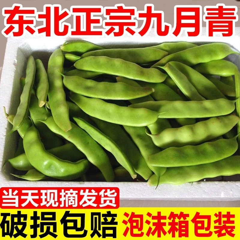 东北九月青油豆角新鲜现摘开锅烂产地直发蔬菜2斤3斤