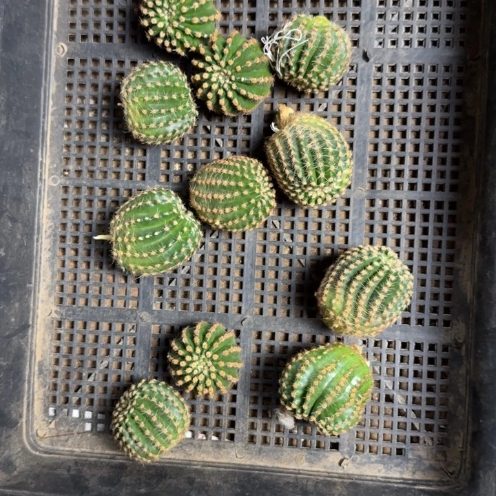 242彩草514-2歪4公分左右无根侧牙，20包邮