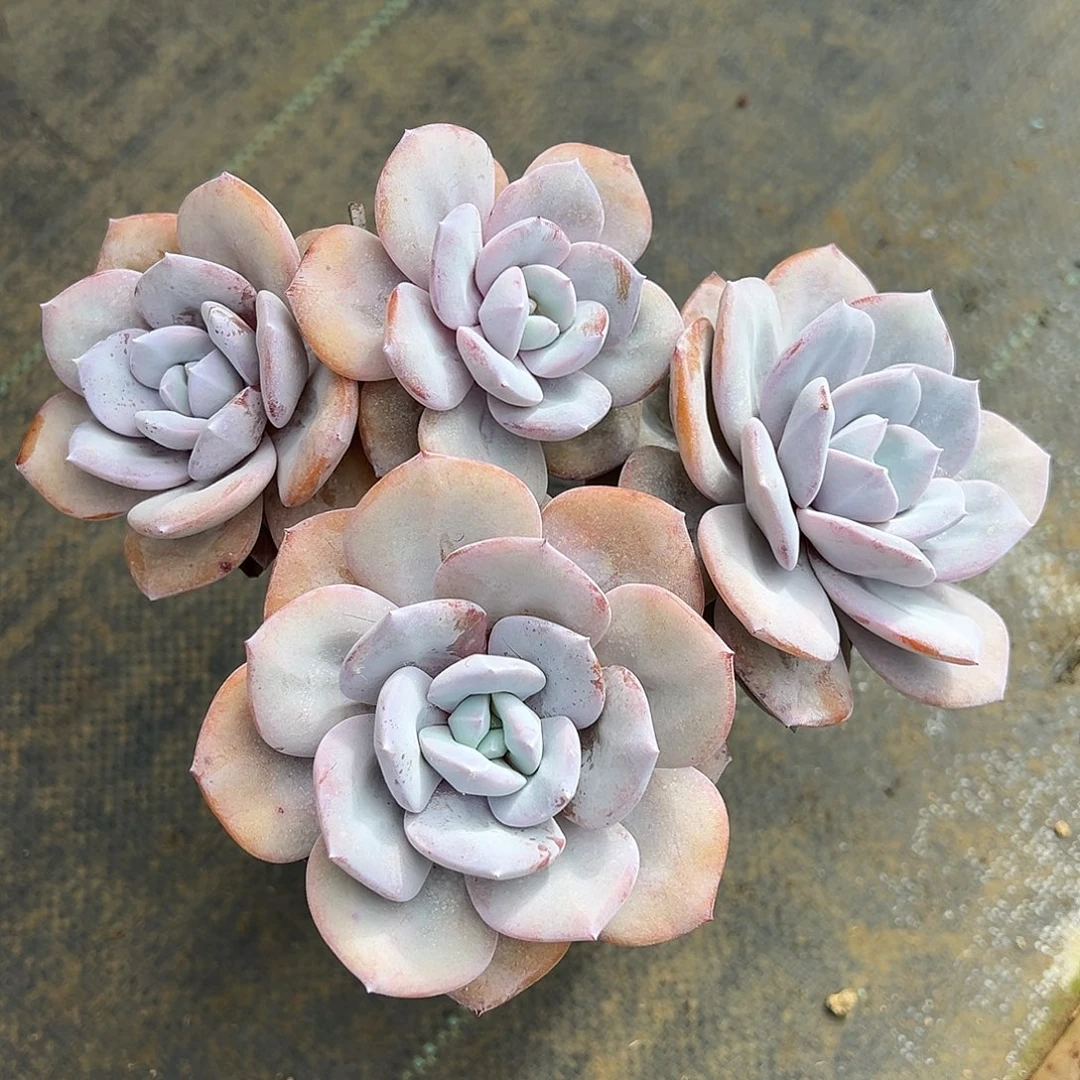 蒲***青韩货奶茶青青专拍