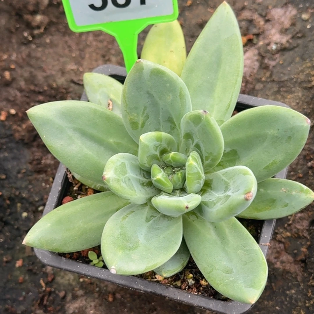 海洋之歌多肉植物587