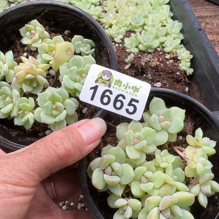 Q***笑无花朵多肉植物多肉植物