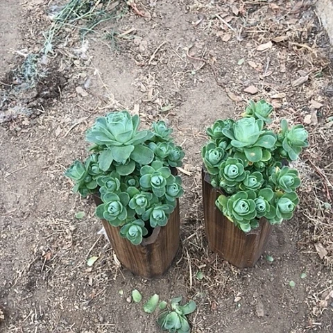 山地玫瑰二棵多肉14