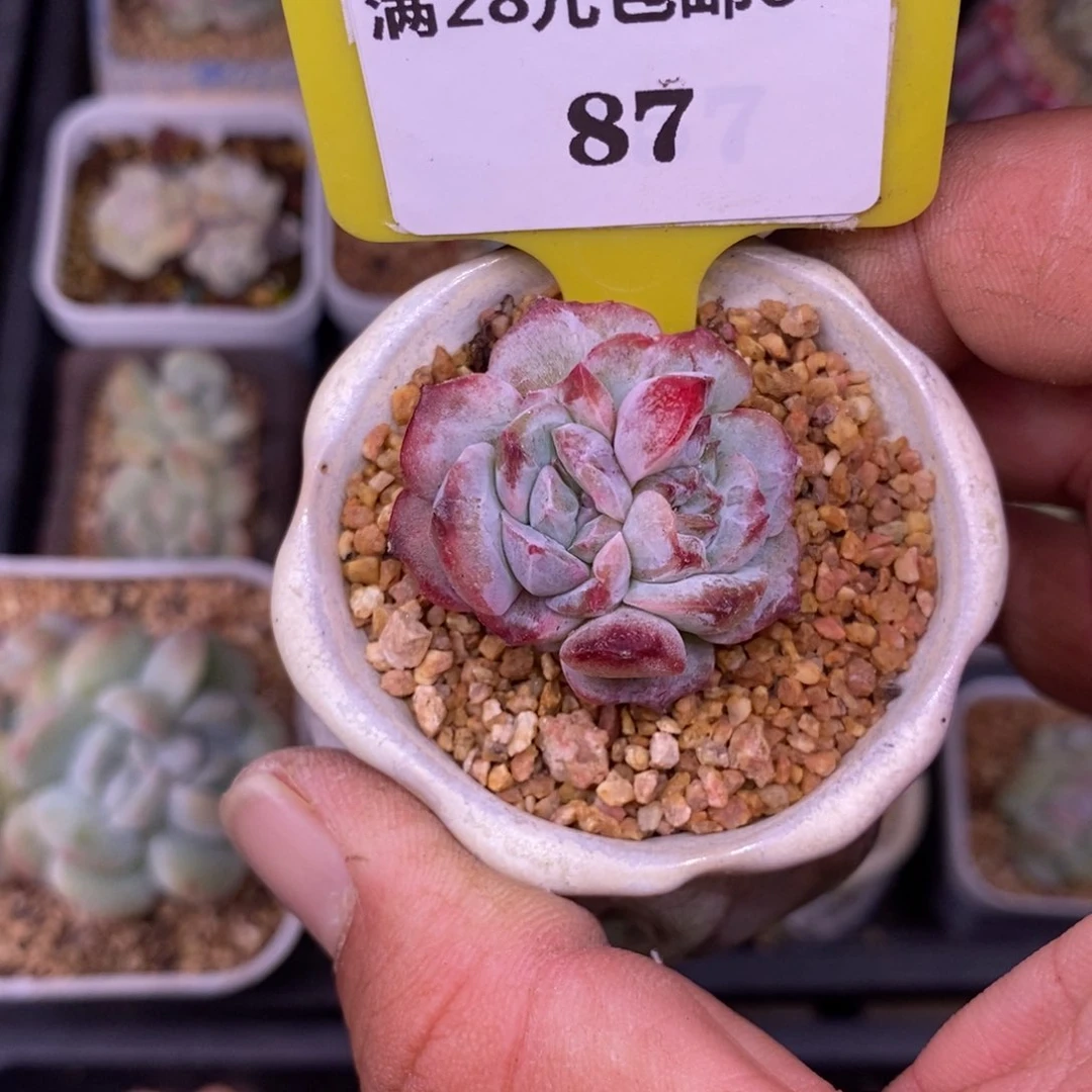 胖****猫687拉丝锦多肉植物
