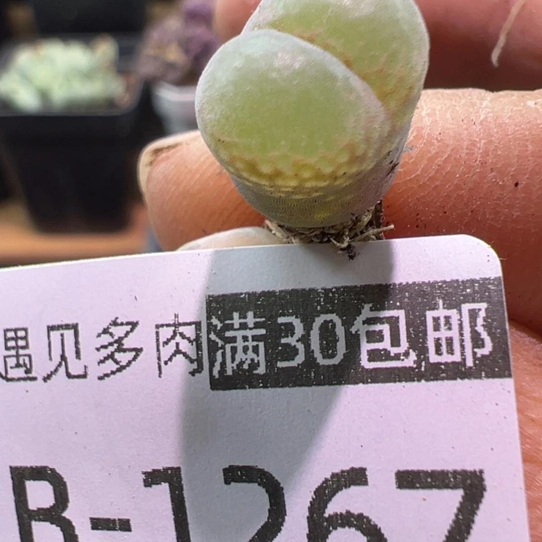 多肉植物11111111111