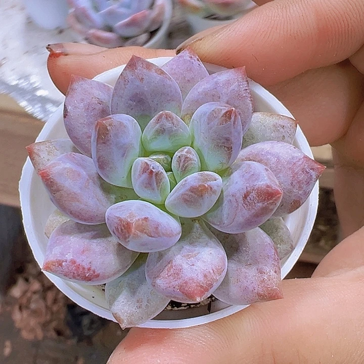 半夏19包邮也哦肉植物