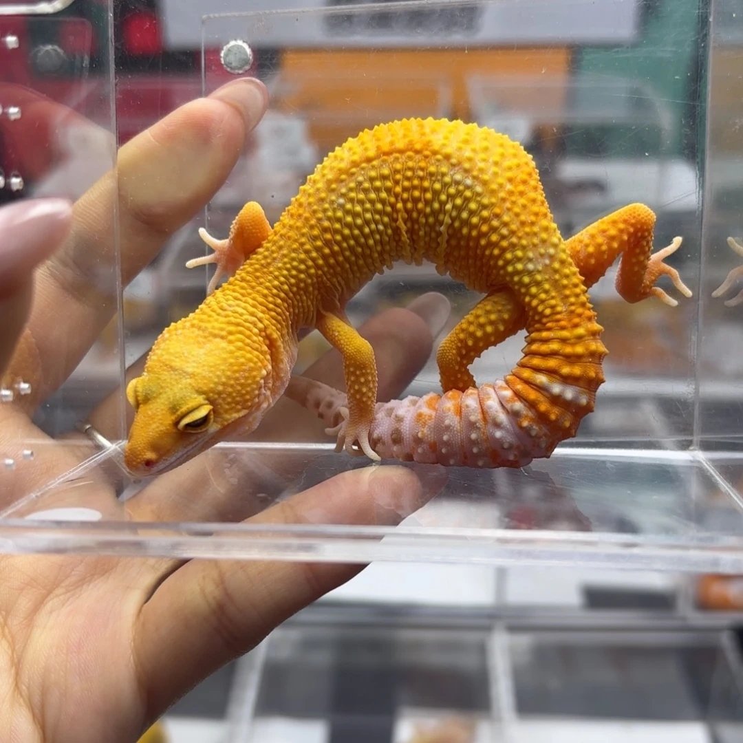 豹纹守宫贝尔蜜橘 妹妹J004