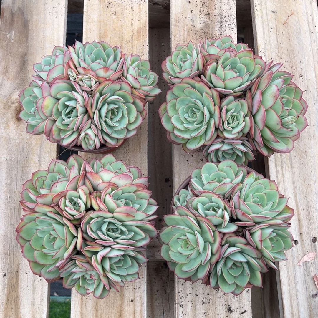 牡丹亭多头有砍，图中任意一颗，尺寸14+