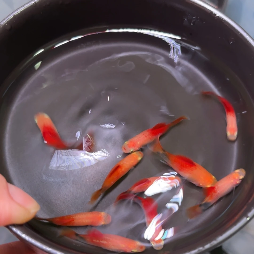 海水鱼三色米奇8+2备损