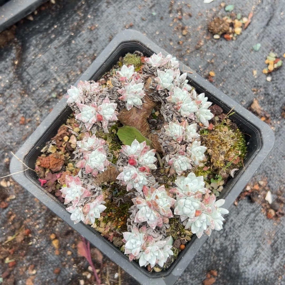 格诺玛白菊～一物一拍2576