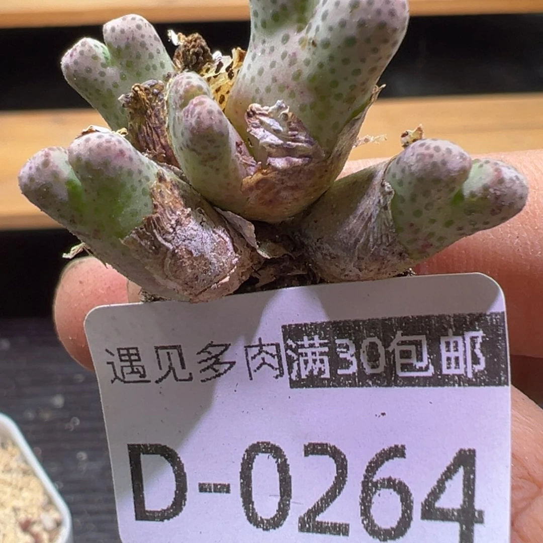 多肉植物1111111111