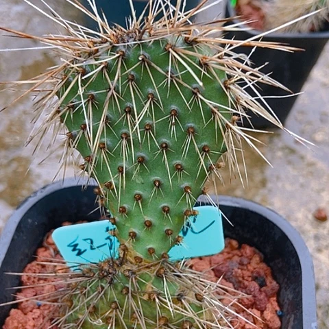 糖***子仙人掌团扇红花针鼠顶芽一片