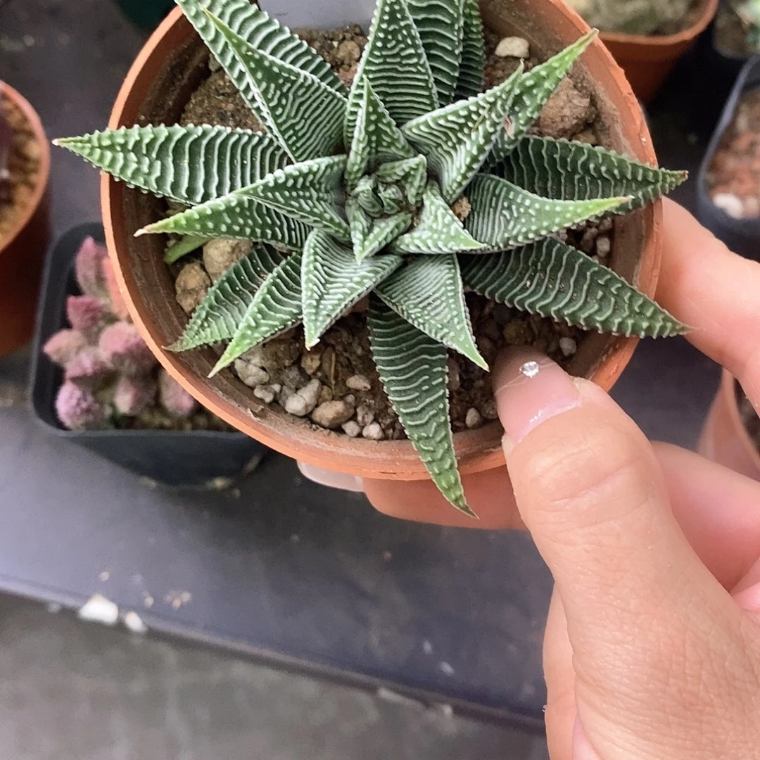 叮****一物一拍一棵仙人球