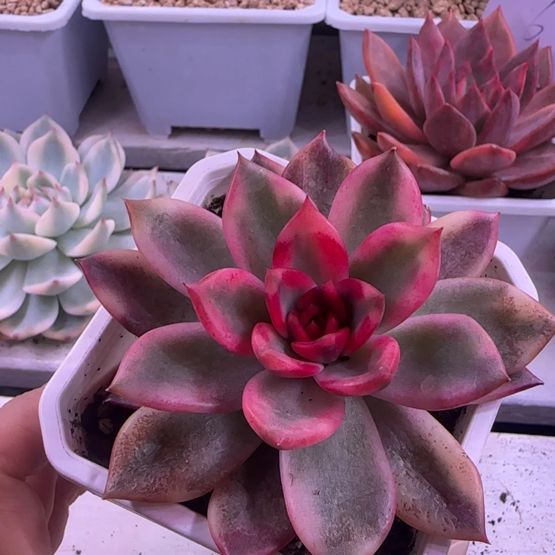 火焰玫瑰锦多肉植物