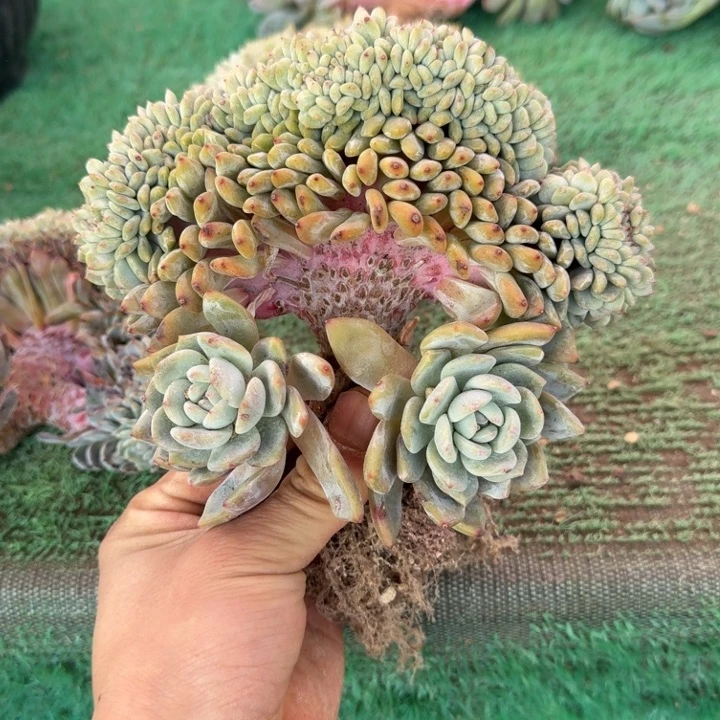 星影树缀无砍多肉叶插