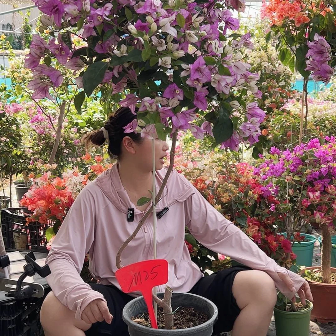 宁***静大部分花苞少量开放M25雪紫