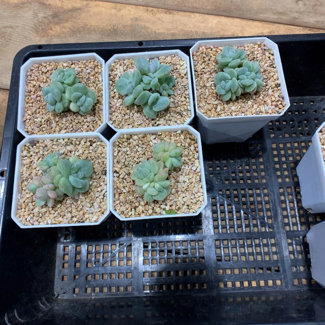 ?****P冰玉石化五颗多肉植物