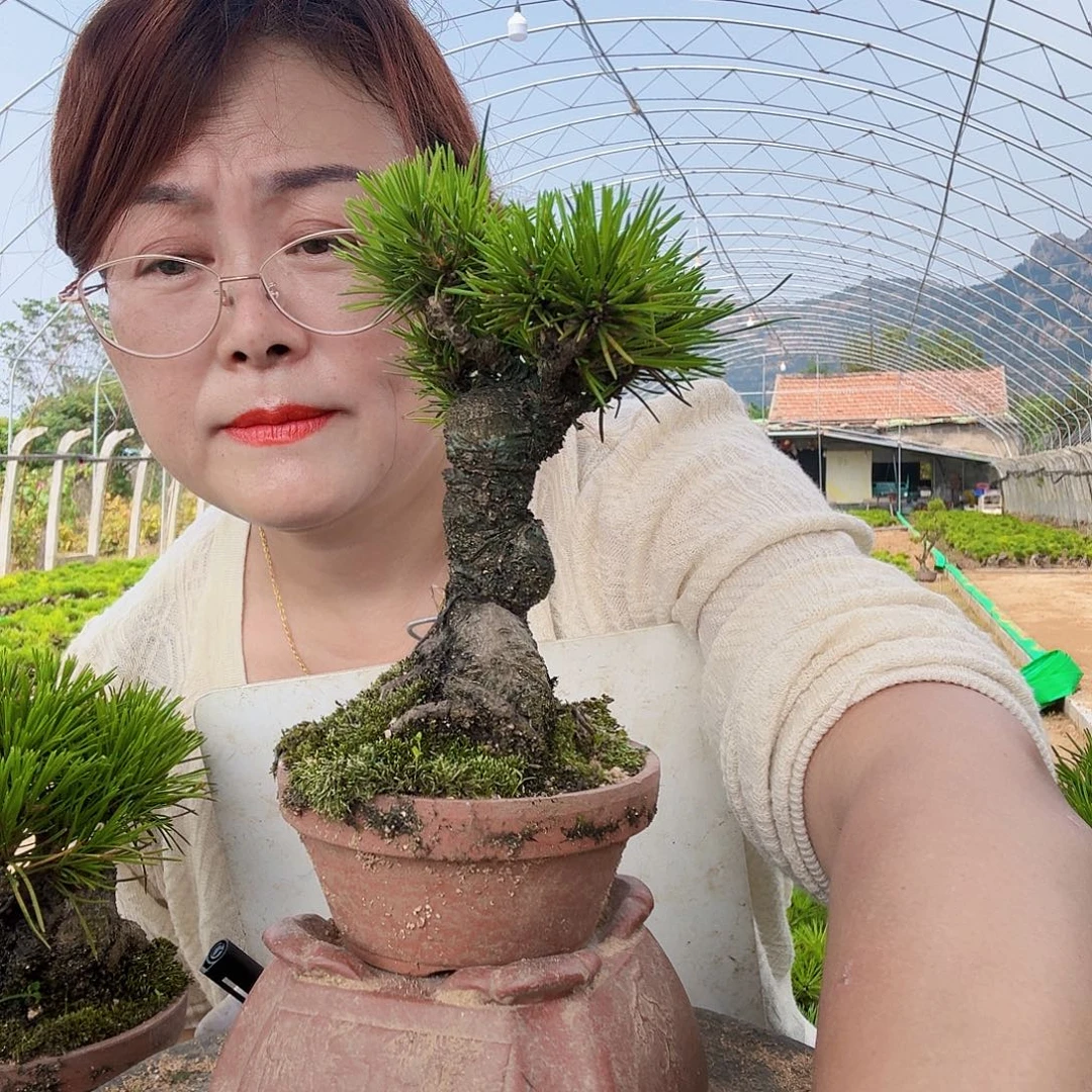 用***8完全开放三河黑松盆景