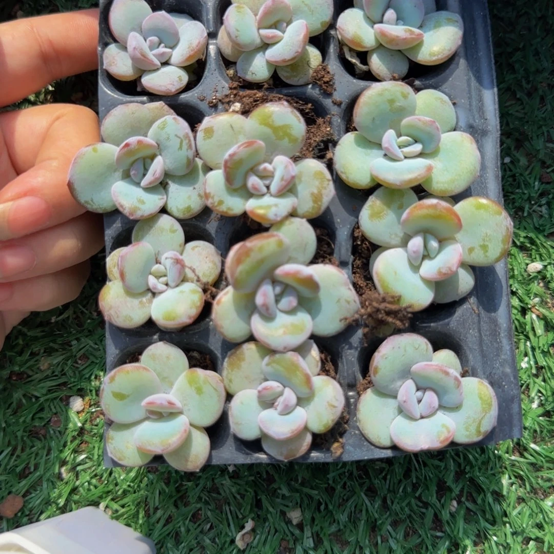 铁****099号一组奶茶特价福利