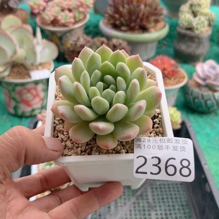 大2368kkjjjjjjkkkkk