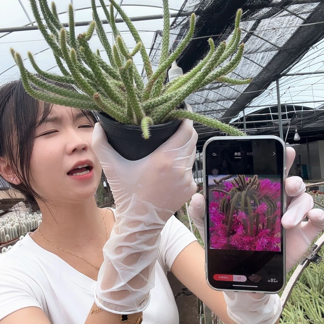 鼠尾（带盆土）11111