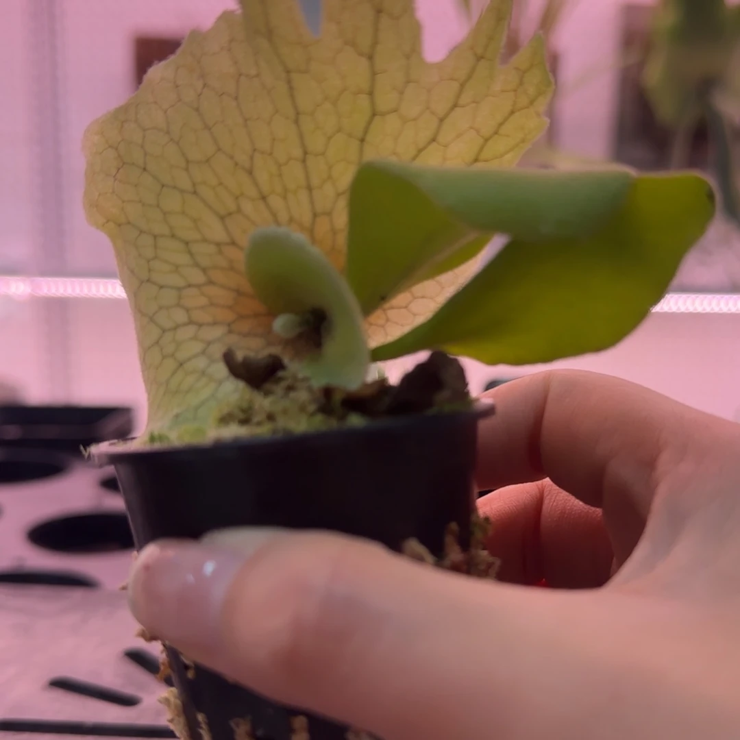 小皇冠鹿角蕨孢子苗