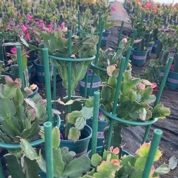 心***成26号038粉色花朵0000000