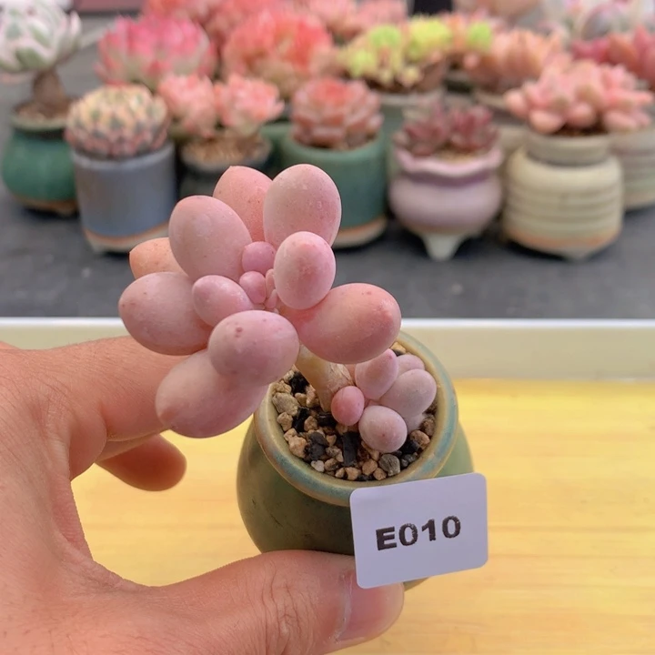 一物一拍满38包邮E010