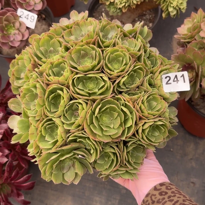 多肉植物万朵朵241