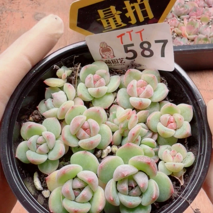 多肉植物多肉植物