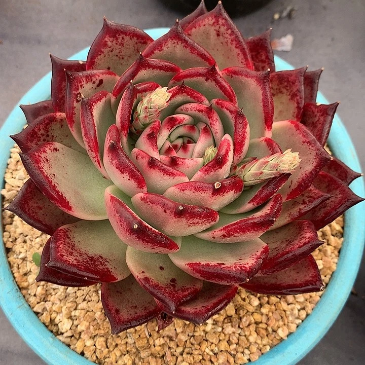 多肉植物一物一拍