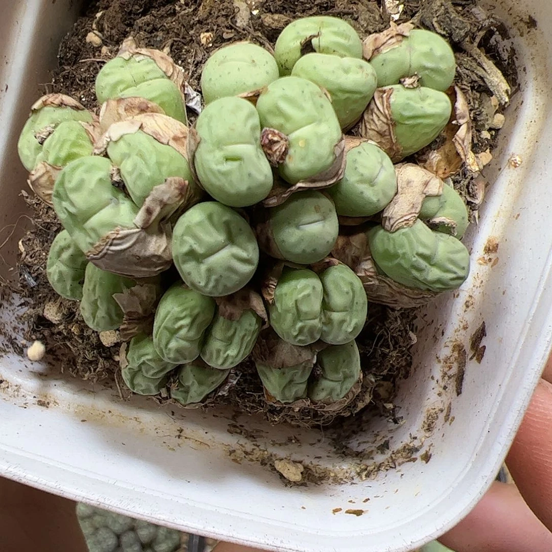 【闪购商品】149 福利