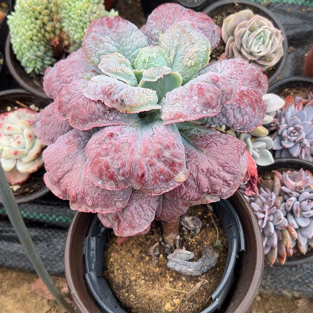 多肉植物男爵老庄