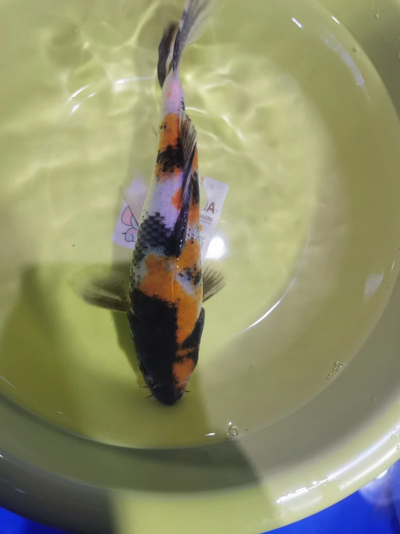 精品花色好养耐活冷水观赏蝴蝶鲤