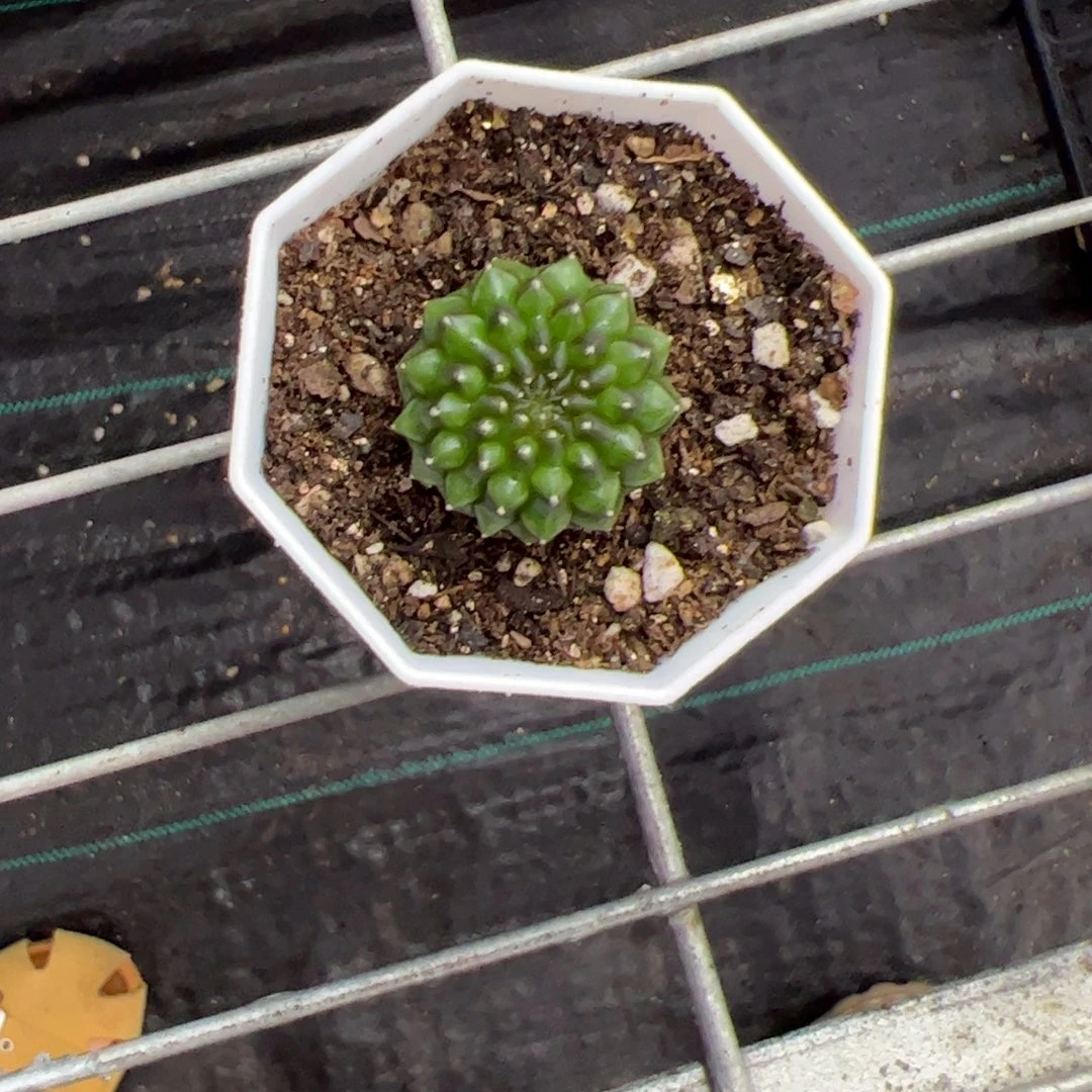 炙***当前无花栽培后可以开花269