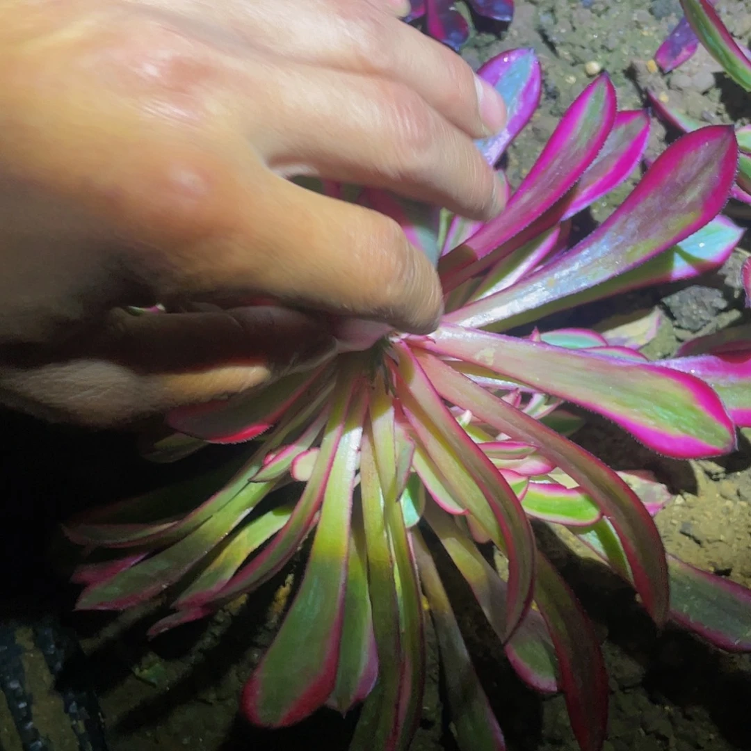 1174粉铜多肉植物