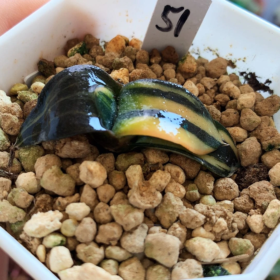 蜗牛锦，一物一拍，51