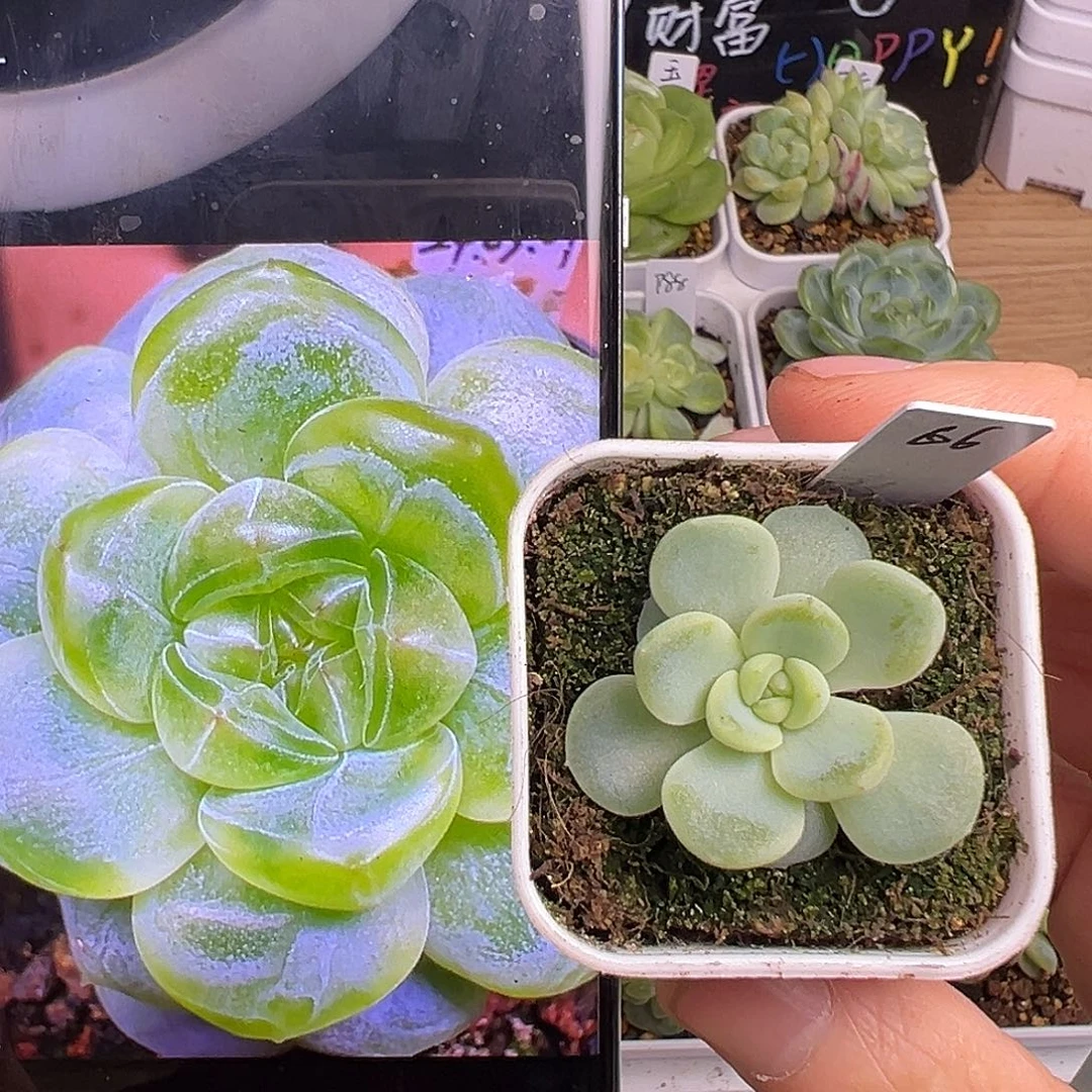 P66甜心 一物一拍