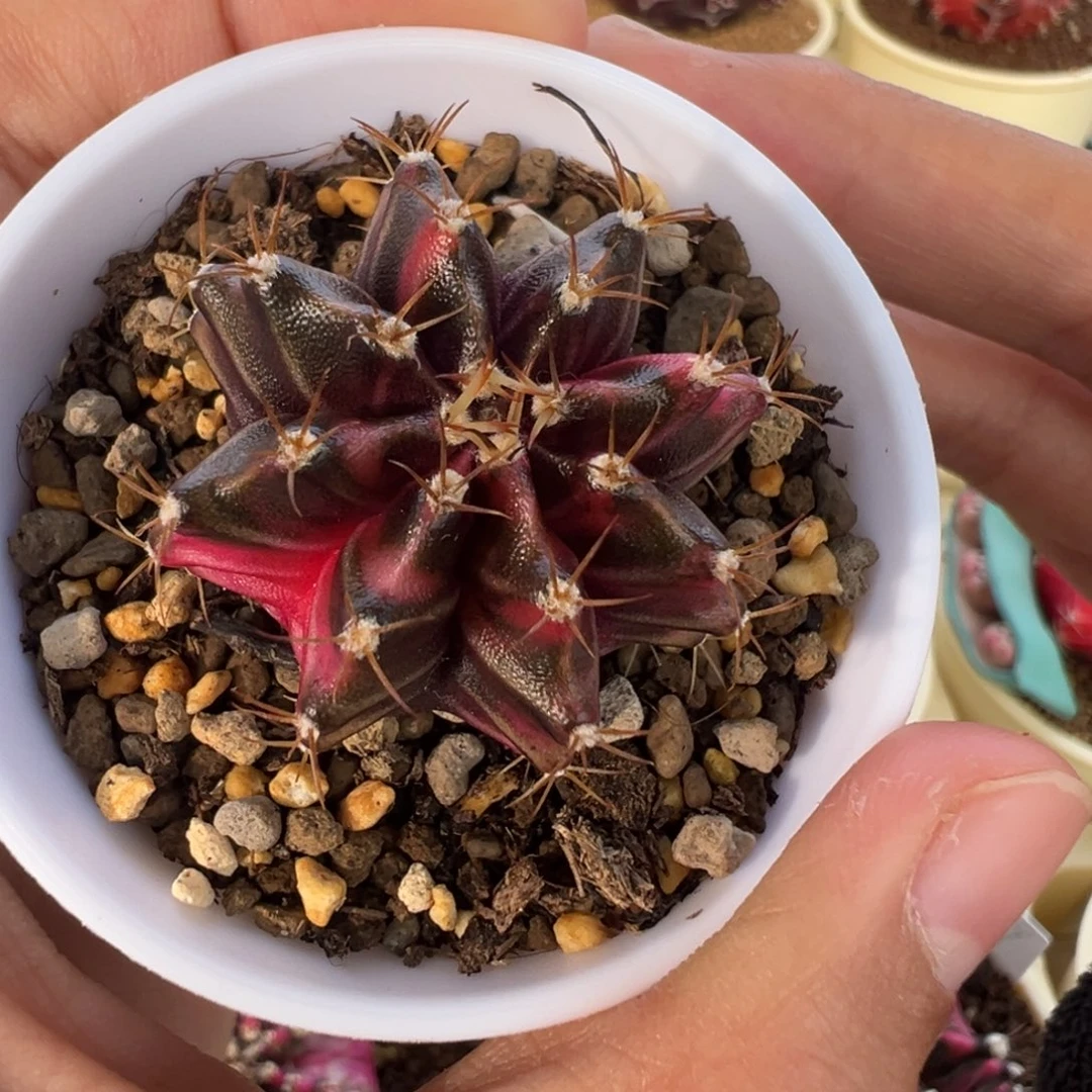 244 好看的米哈冲冲冲