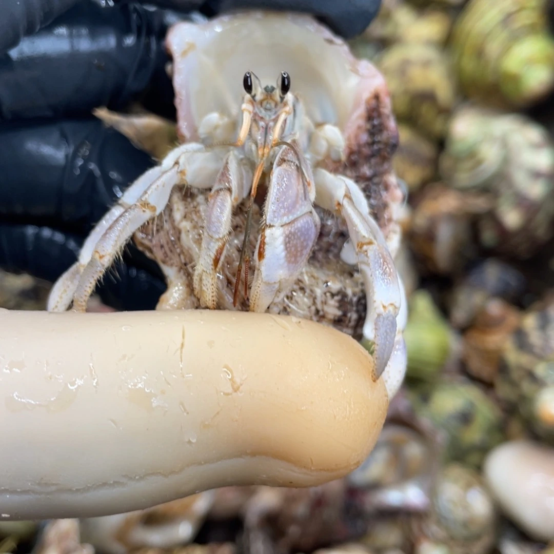 不退不换活体宠物37