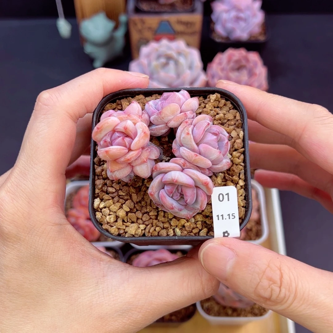 星影01、哈哈哈哈哈